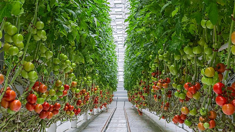 在溫室中種植西紅柿